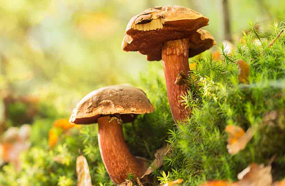 boletus erythropus en el monte