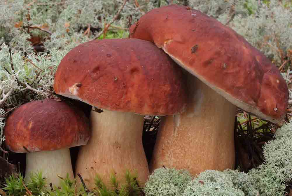 Boletus pinicola
