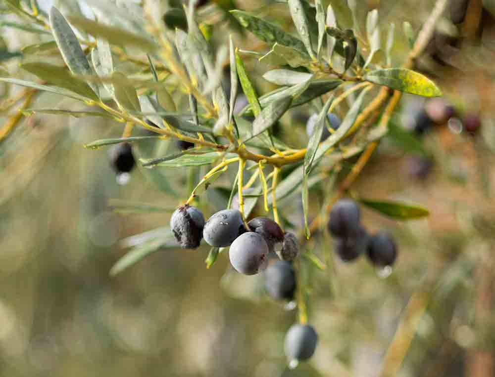 Carencias en olivo