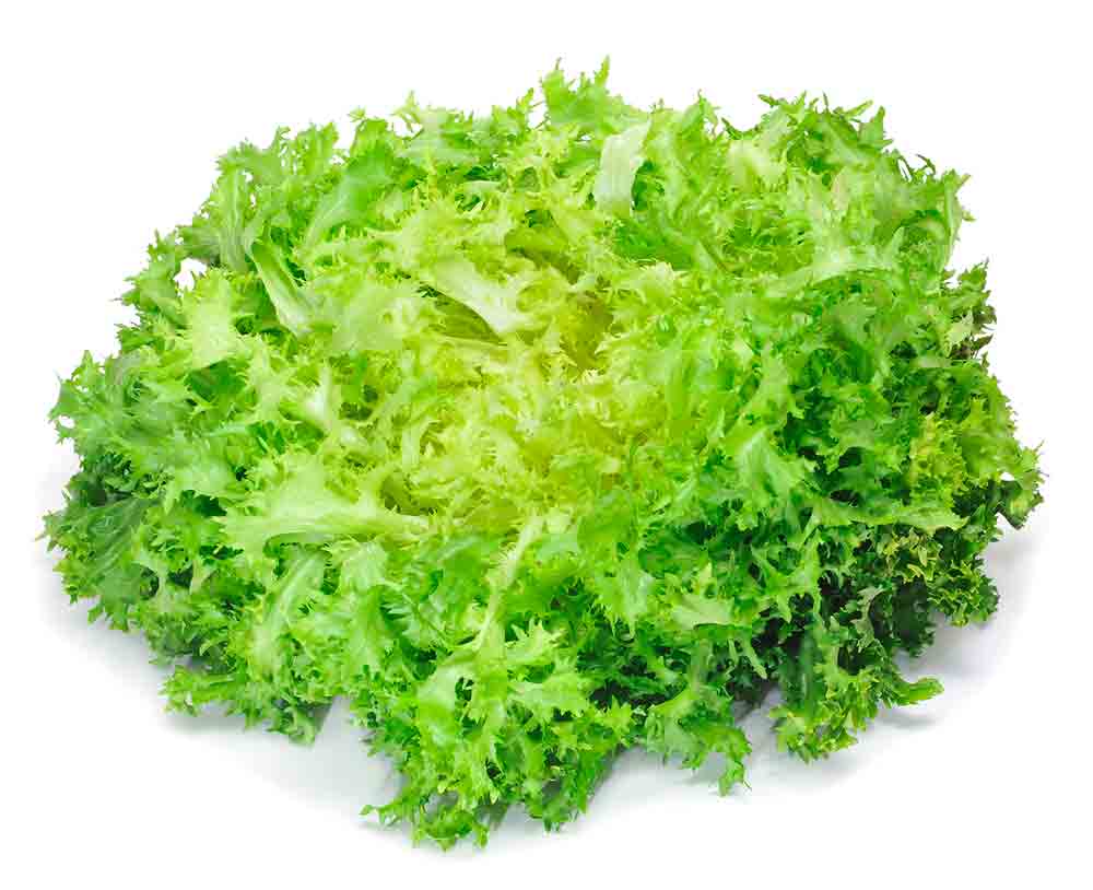 escarola propiedades y cultivo