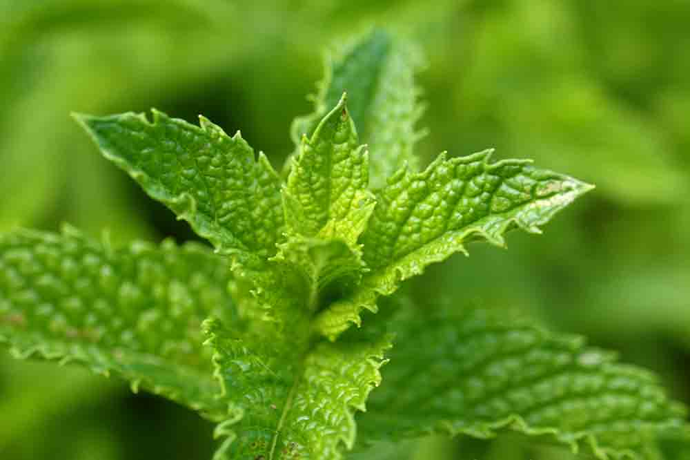 mentha spicata hierbabuena
