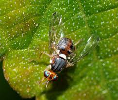 Todo lo que necesitas saber acerca de la Mosca del olivo