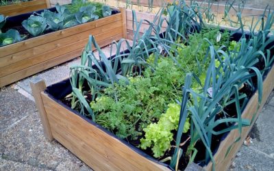 Tareas a realizar en tu huerto en Primavera