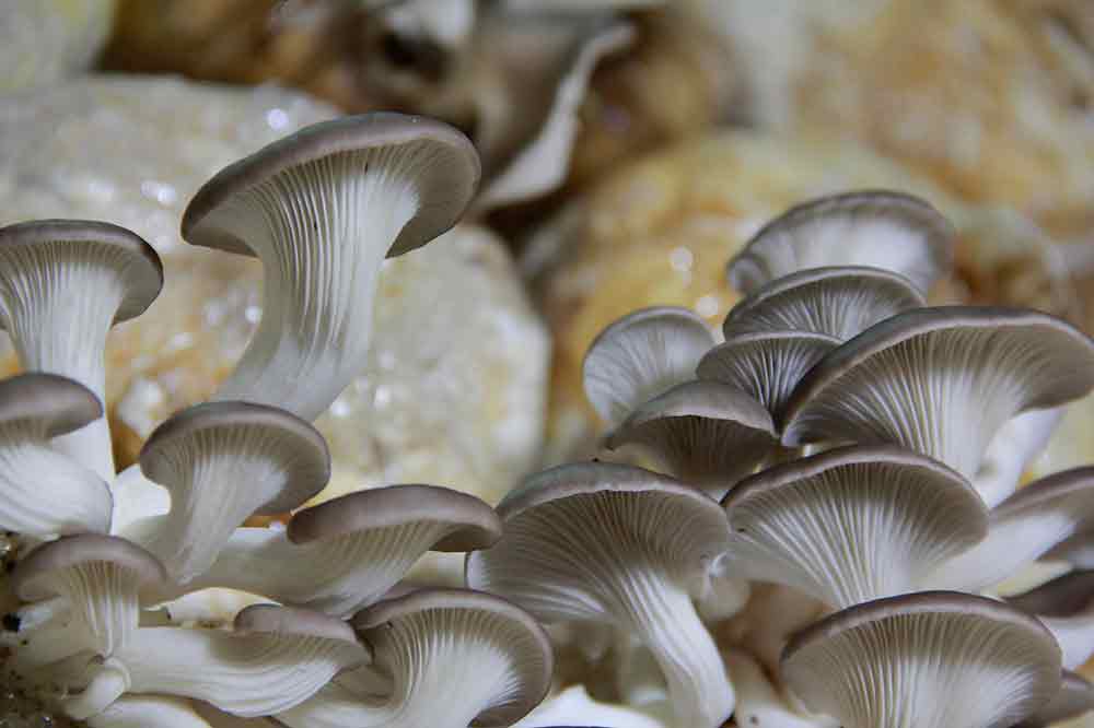 cultiva tus setas pleurotus
