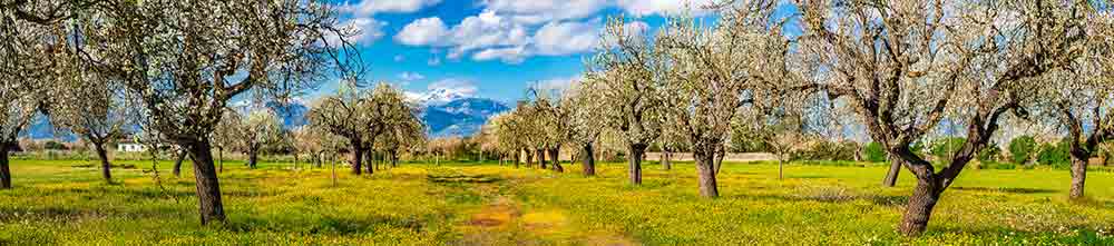 poda del almendro en plantaciones