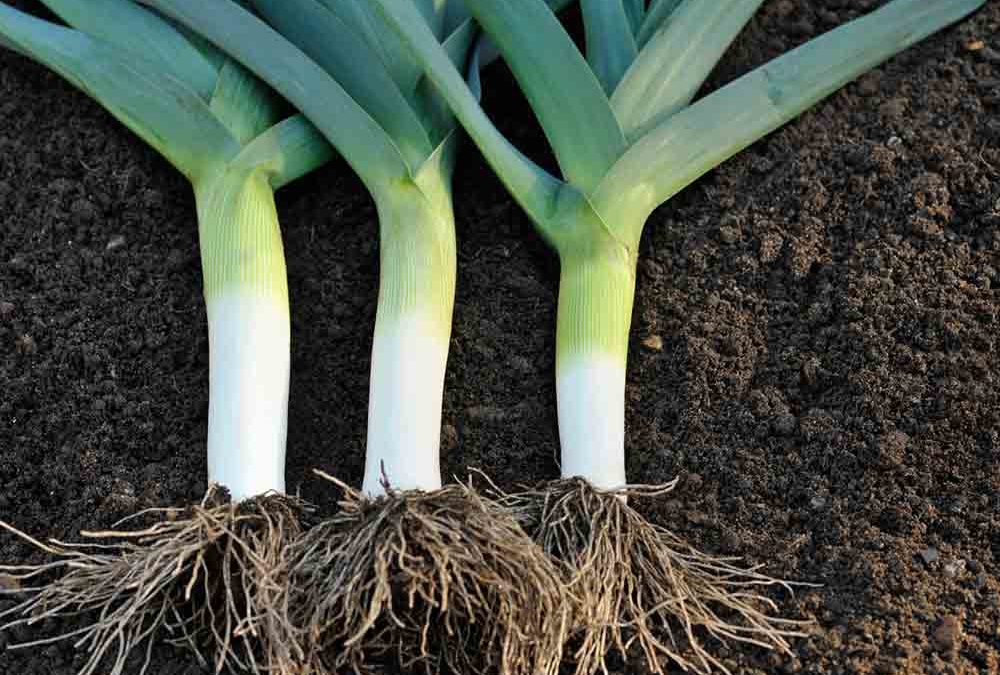El puerro, ajo porro o ajoporro. Conoce sus beneficios y propiedades