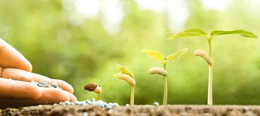 que necesitan las plantas para crecer