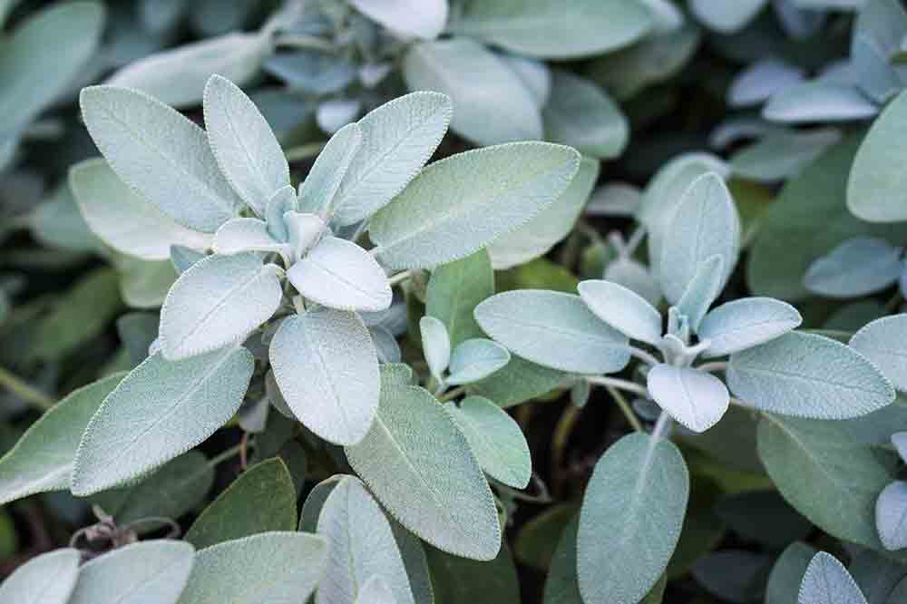 Salvia propiedades y contraindicaciones