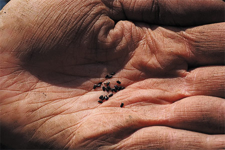 la siembra de cultivos de verano