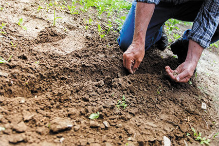 huerto en primavera, ¿que sembrar?