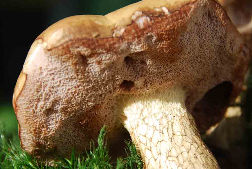 Tylopilus felleus