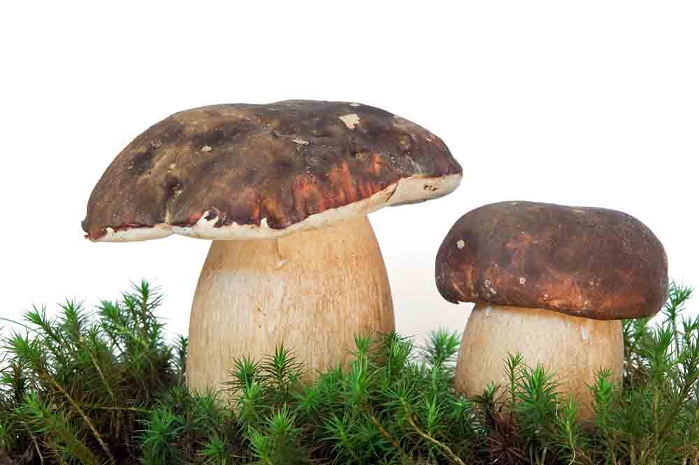 Boletus aereus