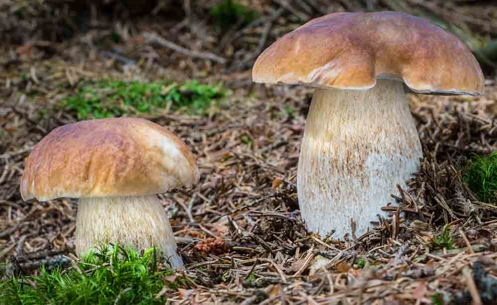 Comprar inoculo de boletus edulis