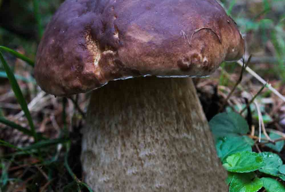 Boletus Pinicola, Boletus pinophilus u hongo de Pino