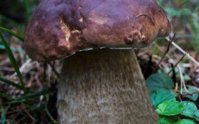 Boletus Pinicola, Boletus pinophilus u hongo de Pino