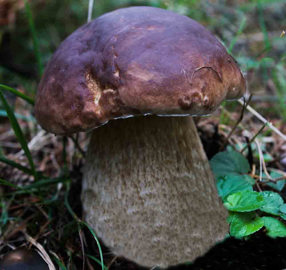 Boletus pinicola en el bosque