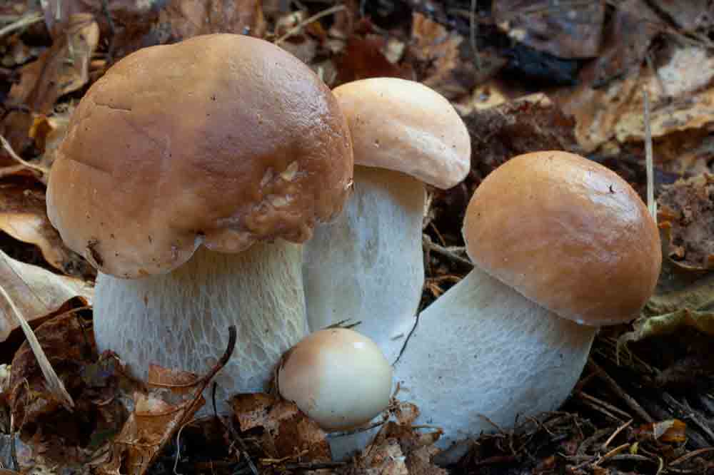 Boletus reticulatus