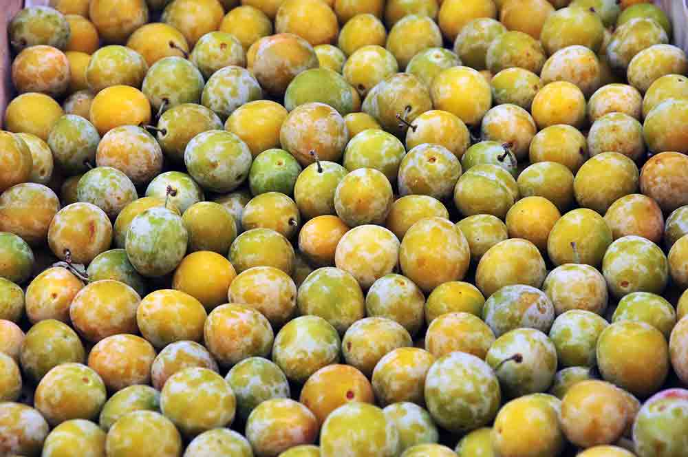 ciruelas reina claudia