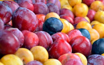 El ciruelo japones (Prunus salicina)