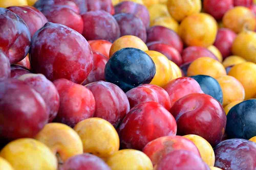 El ciruelo japones (Prunus salicina)
