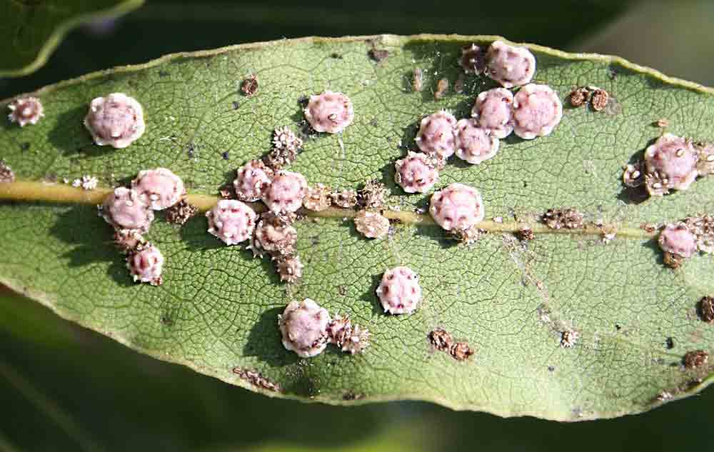 enfermedades del laurel cochinilla