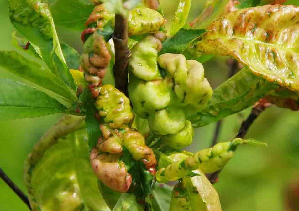 Enfermedades del almendro.