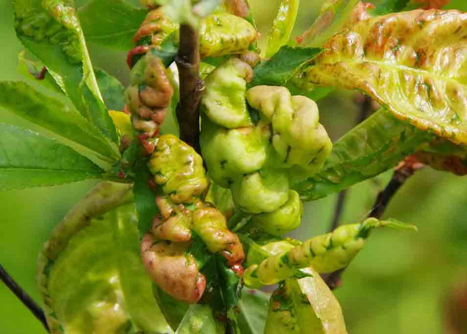 enfermedades del almendro lepra