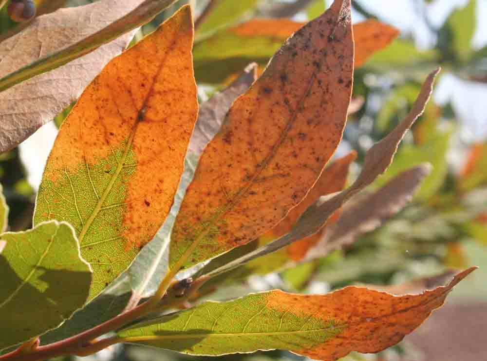 enferemedades del laurel en las hojas