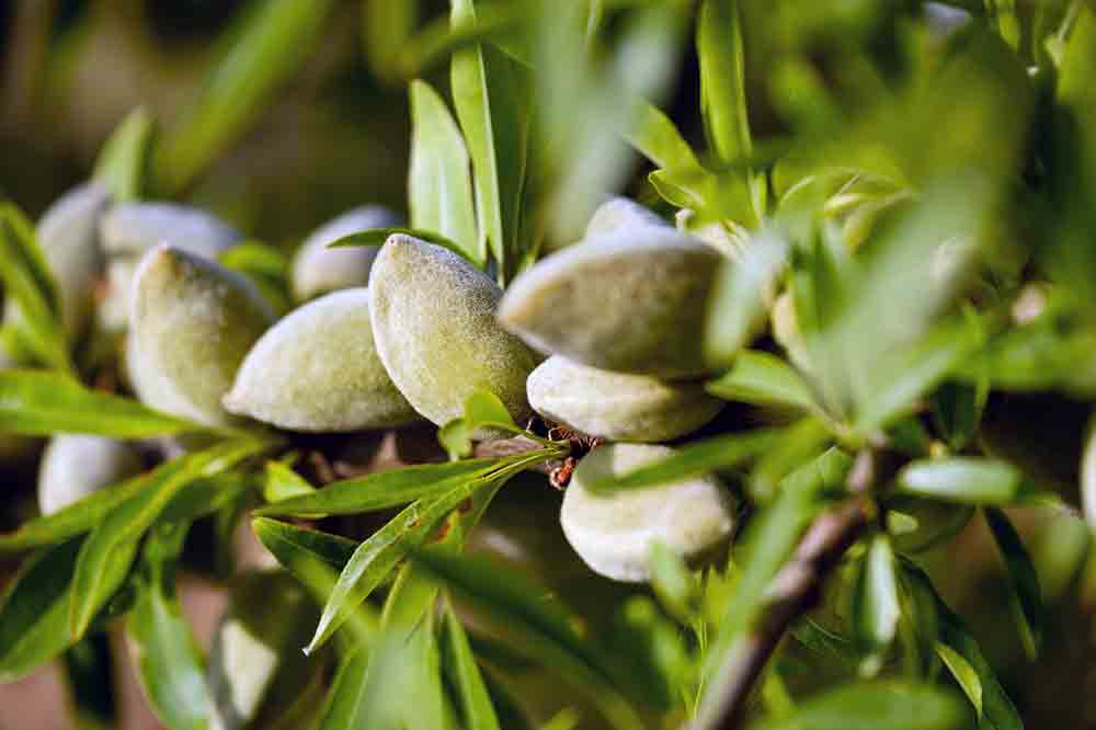 enfermedades del almendro en frutos y hojas