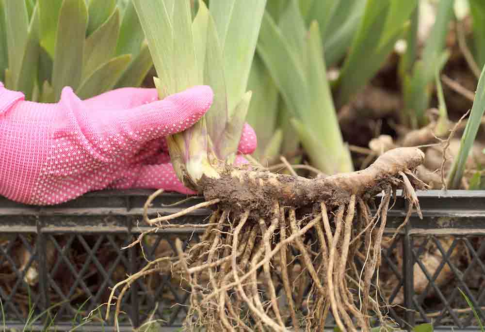 rizoma de las plantas