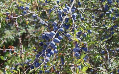 Mermelada de endrinas, ciruela silvestre o arañon