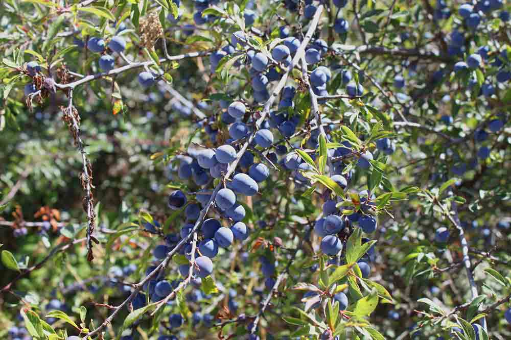 Mermelada de endrinas, ciruela silvestre o arañon