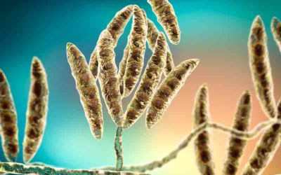 Todo sobre Fusarium