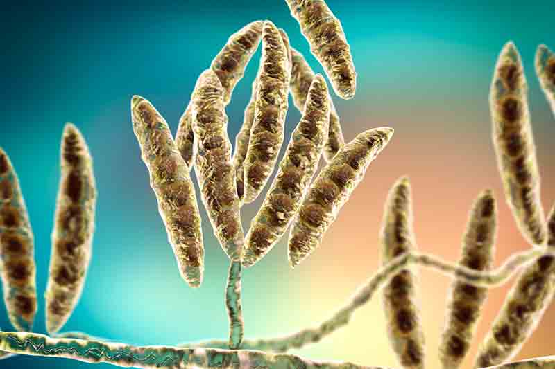 Todo sobre Fusarium
