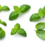albahaca