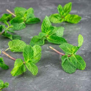 menta spicata