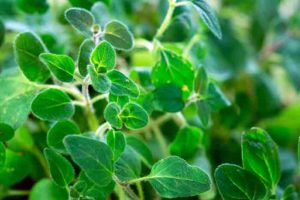 origanum