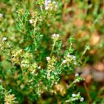 thymus tomillo
