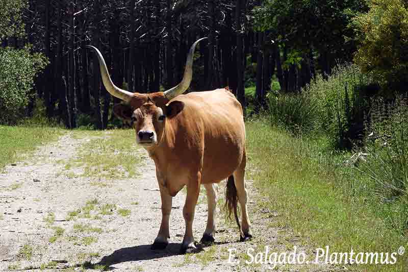 Los montes de Galicia con Ganado