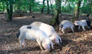 Porco celta en plantacion de robles