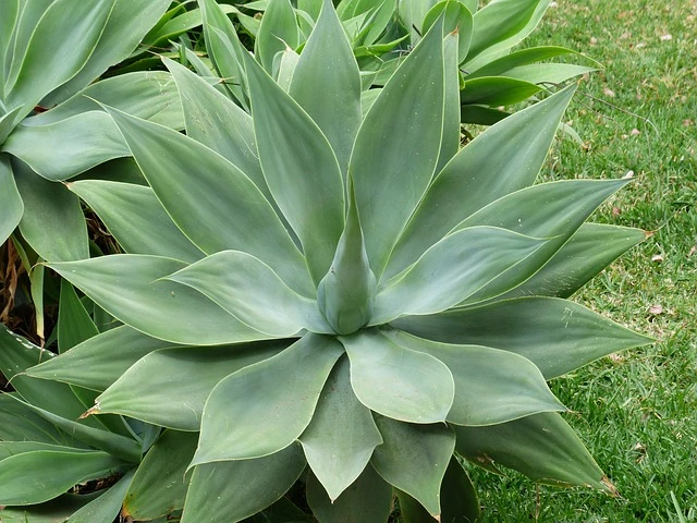 Agave: la verstil planta de exterior que simboliza resiliencia - Plantamus