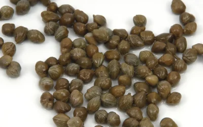 Alcaparras: el pequeño tesoro mediterráneo lleno de sabor