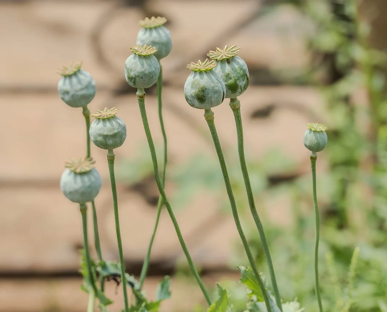 Tallos verdes de amapola adormidera con cápsulas y flores en crecimiento