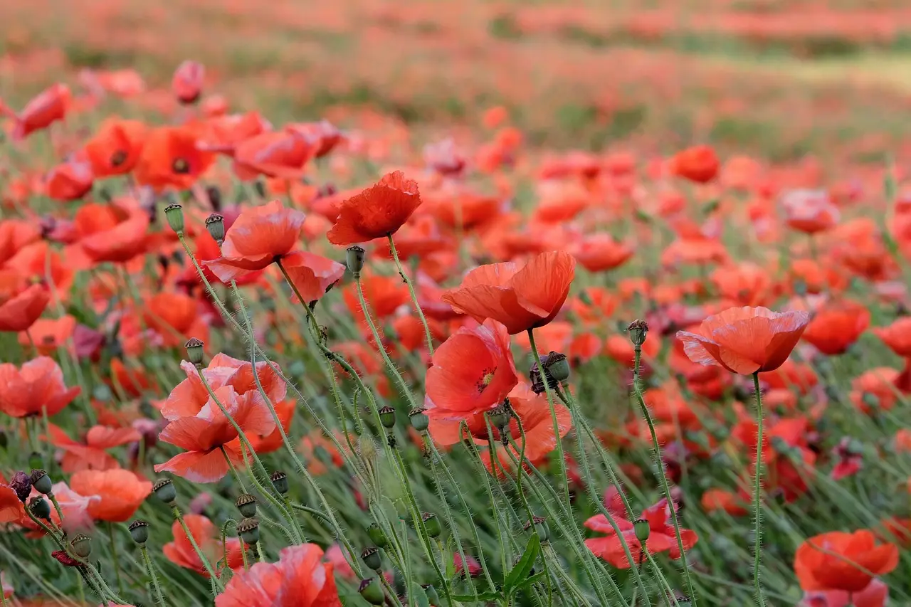 Campo lleno de amapolas rojas en plena floración primaveral