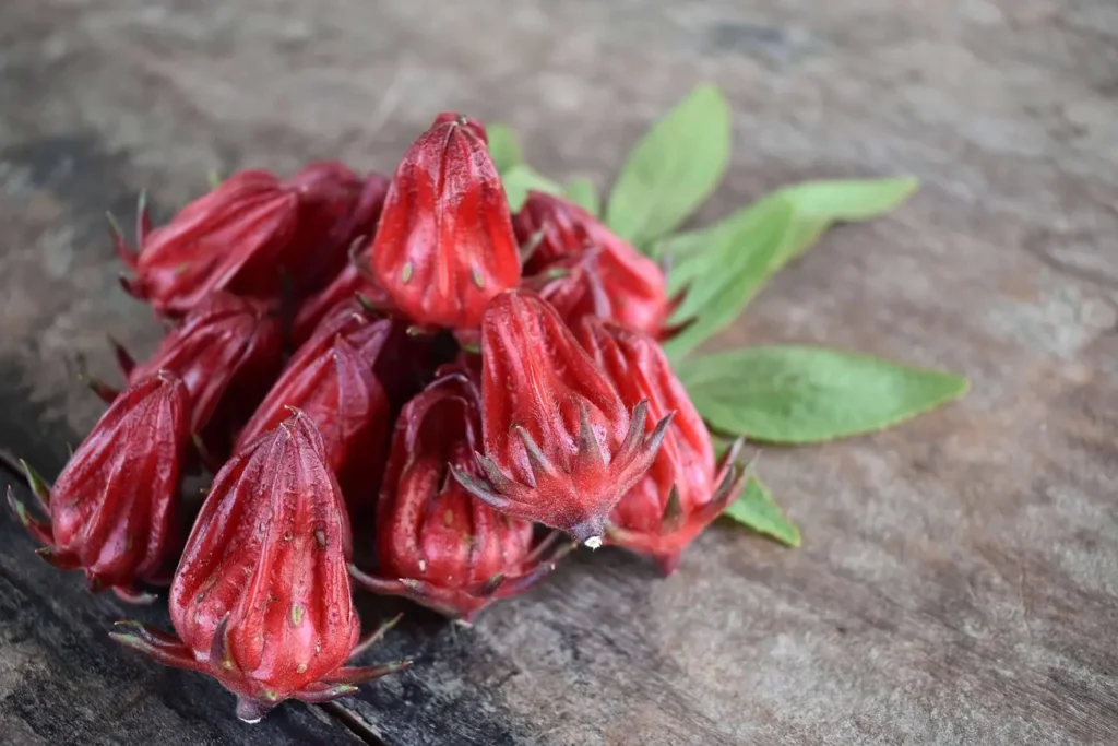 apullos de flor de jamaica juntos en la planta