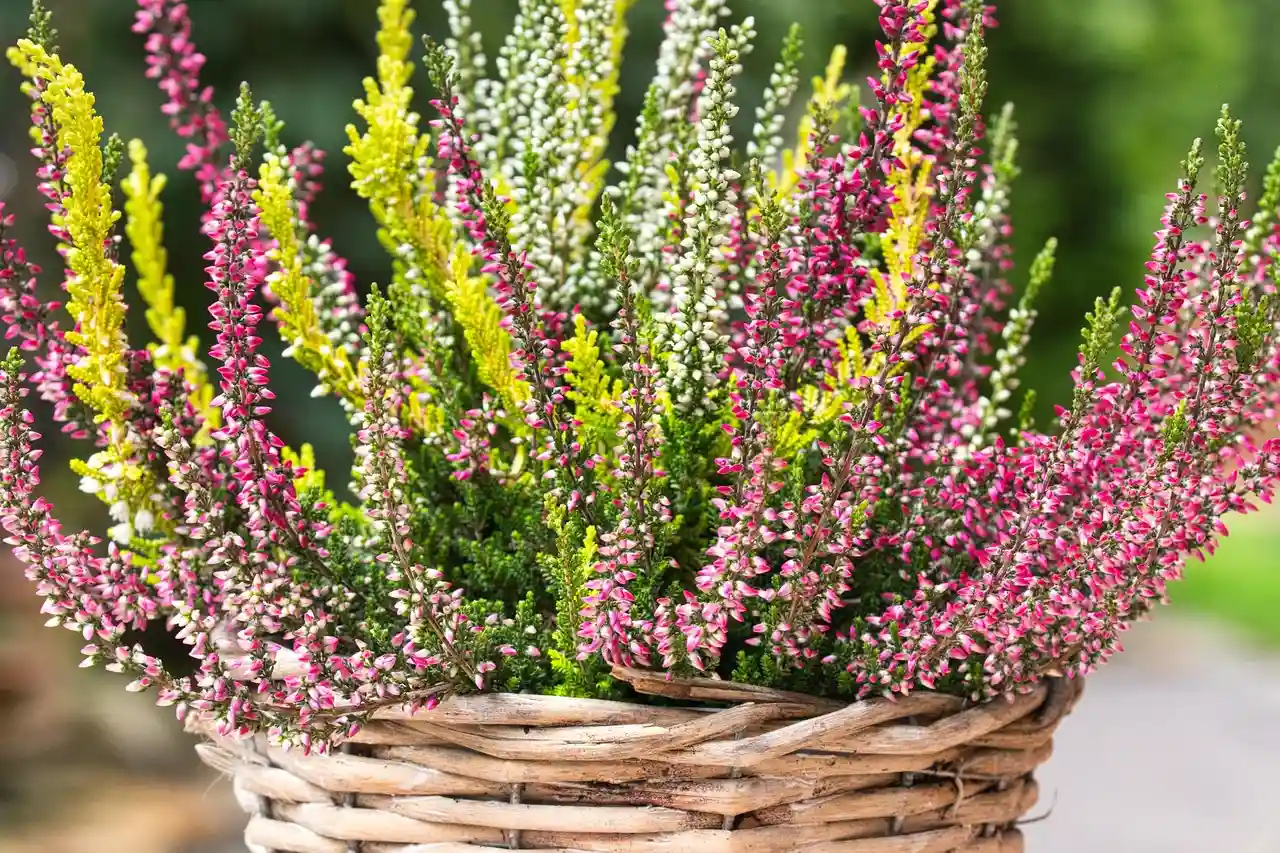 Cesto decorativo con brezos en plena floración, de colores malvas y rosados, ideal para jardín o interior
