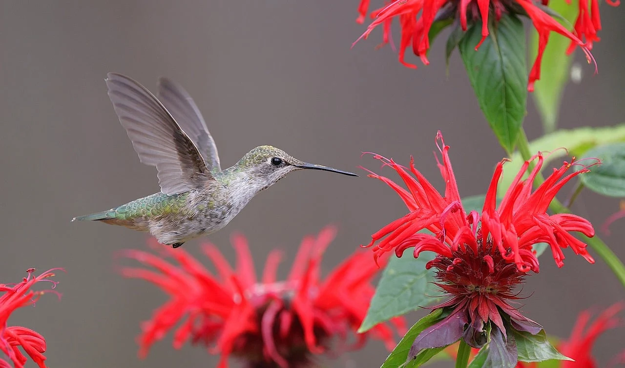 Colibrí alimentándose en una flor de bergamota
