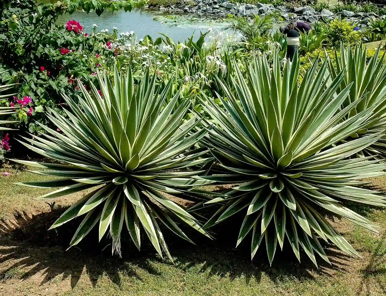 Dos agaves juntos en un jardín soleado