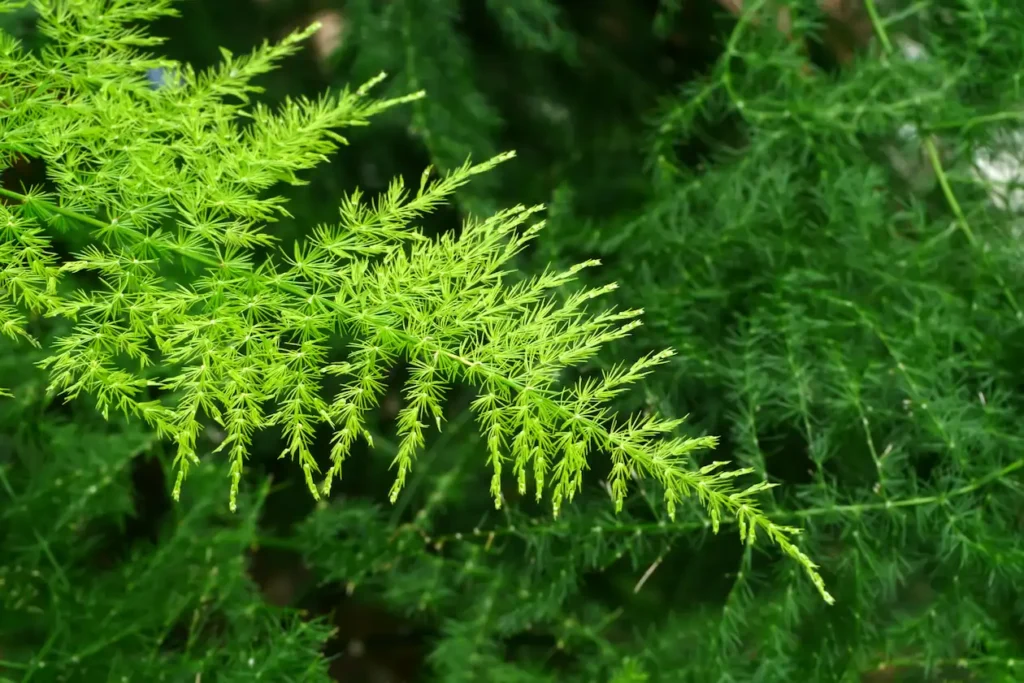 Esparraguera plumosa creciendo en estado silvestre con follaje verde y delicado