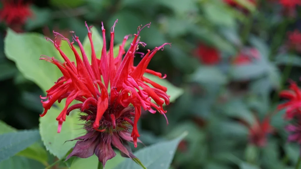 “Flor de bergamota silvestre roja